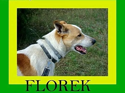 19kg,radosny,pogodny,idealny pies rodzinny,FLOREK,