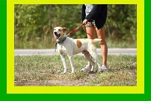 19kg,radosny,pogodny,idealny pies rodzinny,FLOREK,