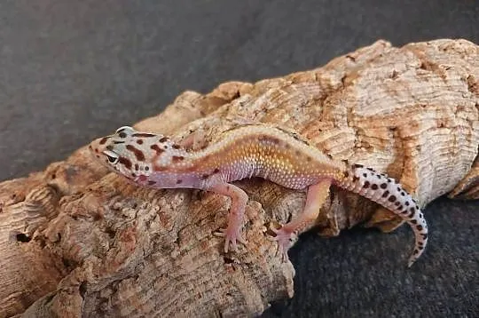 Gekony lamparcie