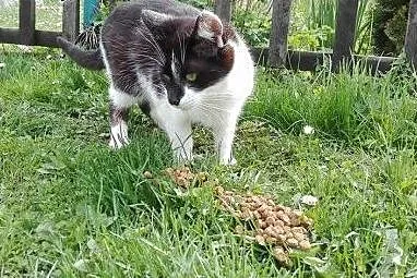Freya szuka domu!,  dolnośląskie Jelenia Góra