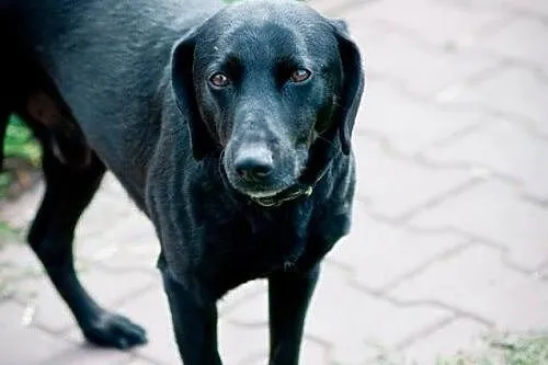 Harry - nieduży, radosny piesek czeka na dom