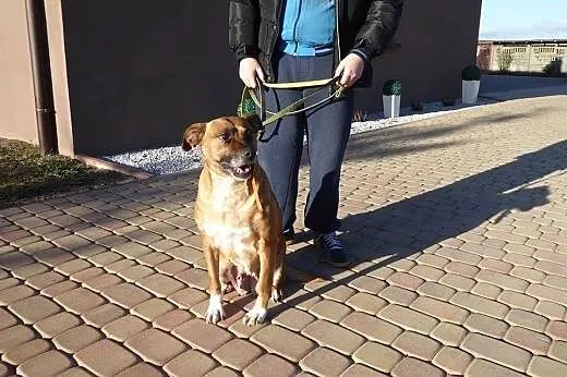 FRANIA uratowana ze schronieka- wierna, mądra, odd
