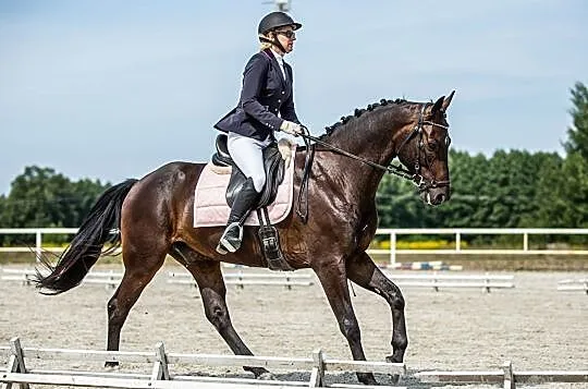 Indywidualne jazdy ujeżdżeniowe