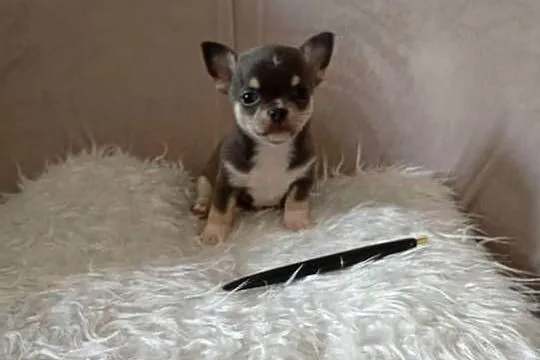 Niebieski chihuahua