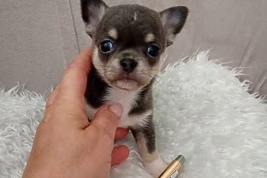 Niebieski chihuahua, Wielkopolskie, Konin
