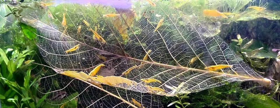 Neocaridina Yellow line, Małopolskie, Kraków