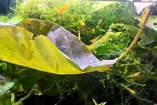Neocaridina Yellow line, Małopolskie, Kraków
