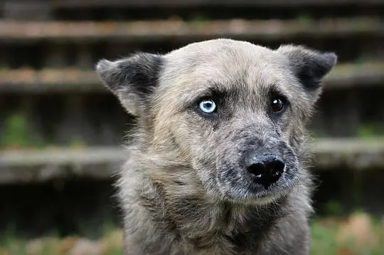 FERO wyjątkowo fajny gość, może domek da mu ktoś?, Łódzkie, Łódź