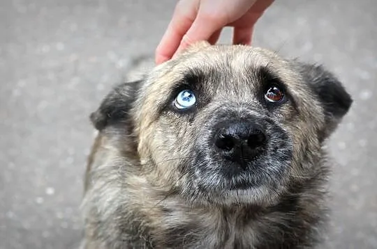 FERO wyjątkowo fajny gość, może domek da mu ktoś?, Łódzkie, Łódź