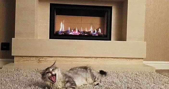 kociaki mainecoon dostepne, Śląskie, Katowice