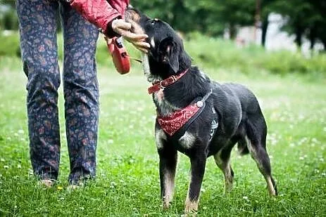 ŁATKA przepiękna, łagodna sunia szuka kochajacego 