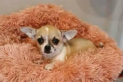 Chihuahua śliczna beżowa suczka z rodowodem