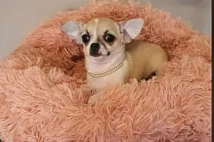Chihuahua śliczna beżowa suczka z rodowodem, Śląskie, Częstochowa