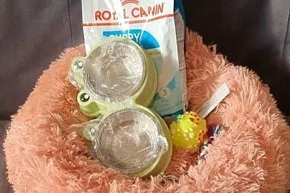 Chihuahua śliczna beżowa suczka z rodowodem, Śląskie, Częstochowa
