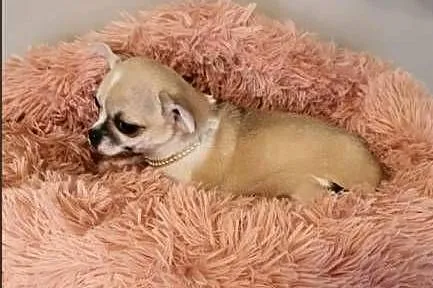 Chihuahua śliczna beżowa suczka z rodowodem, Śląskie, Częstochowa
