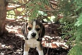 Cudowne szczeniaczki Beagle FCI (ZKwP) po championie