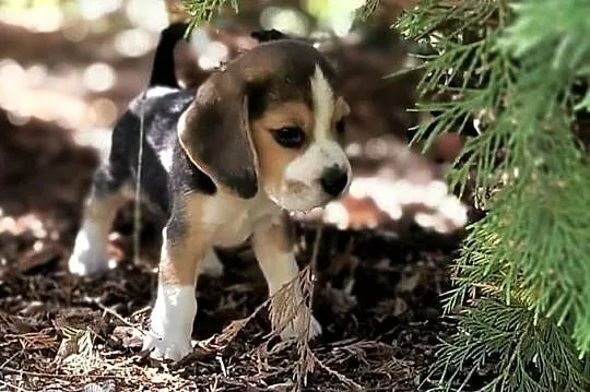 Cudowne szczeniaczki Beagle FCI (ZKwP) po championie, Mazowieckie, Mińsk Mazowiecki