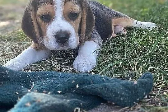 Cudowne szczeniaczki Beagle FCI (ZKwP) po championie, Mazowieckie, Mińsk Mazowiecki