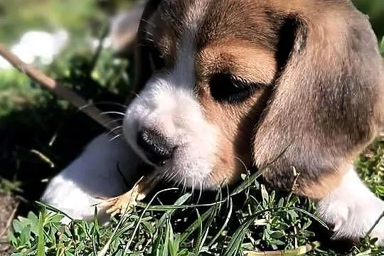 Cudowne szczeniaczki Beagle FCI (ZKwP) po championie, Mazowieckie, Mińsk Mazowiecki