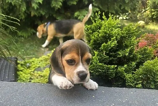 Cudowne szczeniaczki Beagle FCI (ZKwP) po championie, Mazowieckie, Mińsk Mazowiecki