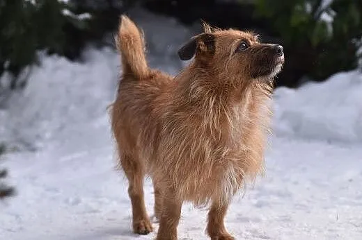 szorstkowłosy MIKRUS poleca się do adopcji,  mazowieckie Warszawa