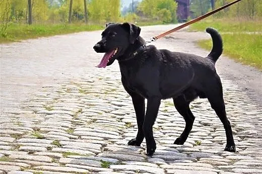 Wesoły młody psi wulkan energii Dino,  dolnośląski