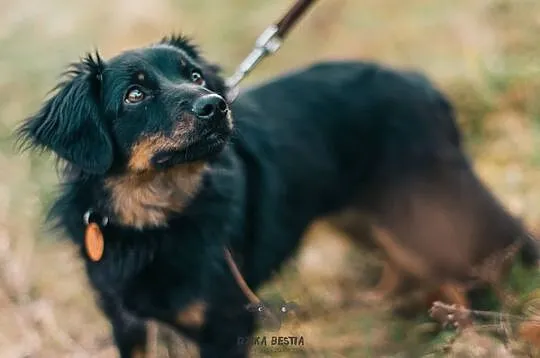 Wyjątkowy kawaler Mati szuka domu!, , Góra