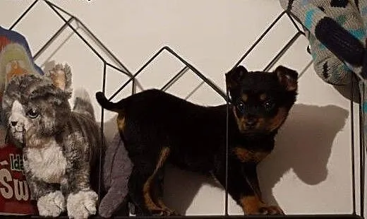 Bonnie, Tina, Cher -7 tyg sunie do adopcji,, świ