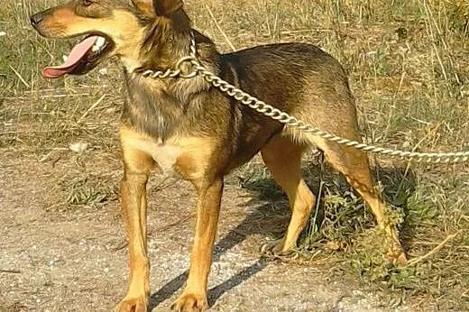 Suczka WESTA szuka domu,  Kundelki cała Polska