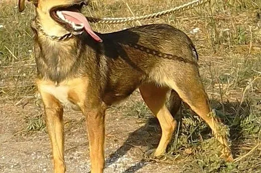 Suczka WESTA szuka domu,  Kundelki cała Polska