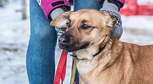 Śliczna, młoda, kochająca ludzi Majka! , śląskie