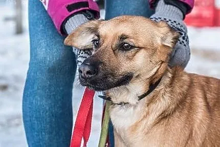 Śliczna, młoda, kochająca ludzi Majka! ,  śląskie 