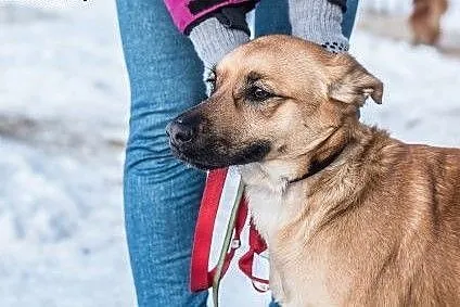Śliczna, młoda, kochająca ludzi Majka! ,  śląskie 
