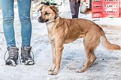 Śliczna, młoda, kochająca ludzi Majka! ,  śląskie 