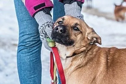 Śliczna, młoda, kochająca ludzi Majka! ,  śląskie 
