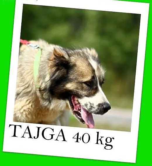 40 kg,azjatka, 3 letnia łagodna suka TAJGA.Adopcja