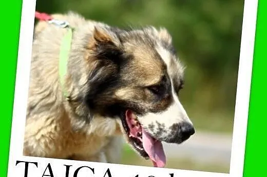 40 kg,azjatka, 3 letnia łagodna suka TAJGA.Adopcja, śląskie Katowice
