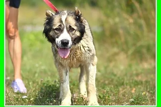 40 kg,azjatka, 3 letnia łagodna suka TAJGA.Adopcja