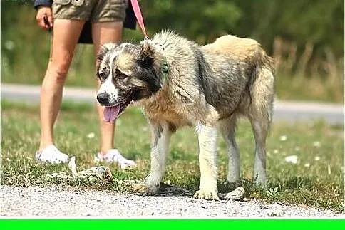 40 kg,azjatka, 3 letnia łagodna suka TAJGA.Adopcja