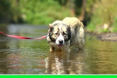 40 kg,azjatka, 3 letnia łagodna suka TAJGA.Adopcja