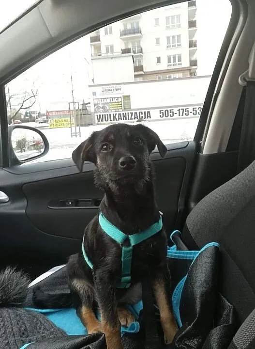 szczeniak śliczna czarna sunia Mona szuka domu adopcja darmo oddam, Mazowieckie, Konstancin-Jeziorna
