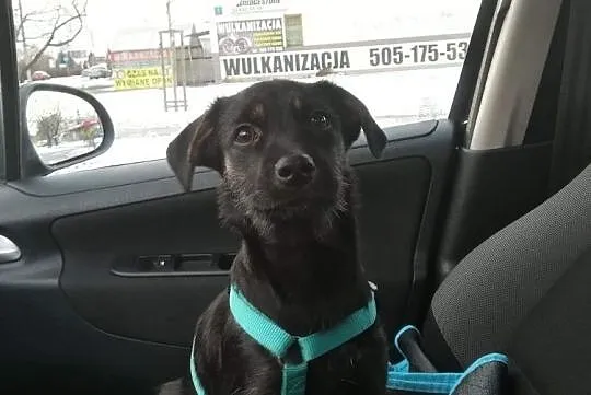 szczeniak śliczna czarna sunia Mona szuka domu adopcja darmo oddam, Mazowieckie, Konstancin-Jeziorna