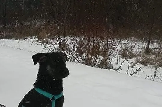szczeniak śliczna czarna sunia Mona szuka domu adopcja darmo oddam, Mazowieckie, Konstancin-Jeziorna