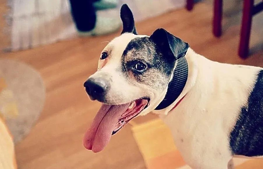 Bratek - pozytywny wesołek - adoptuj wspaniałego przyjaciela!, Mazowieckie, Warszawa