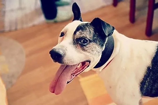 Bratek - pozytywny wesołek - adoptuj wspaniałego przyjaciela!, Mazowieckie, Warszawa