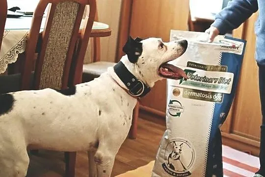 Bratek - pozytywny wesołek - adoptuj wspaniałego przyjaciela!, Mazowieckie, Warszawa