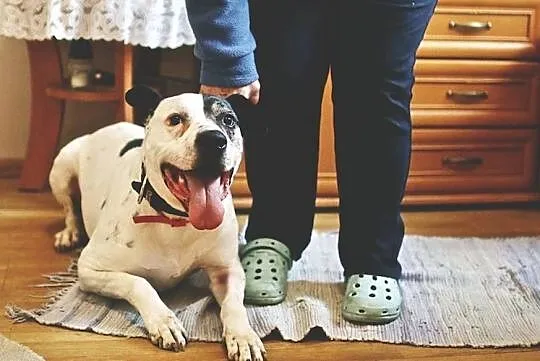 Bratek - pozytywny wesołek - adoptuj wspaniałego przyjaciela!, Mazowieckie, Warszawa