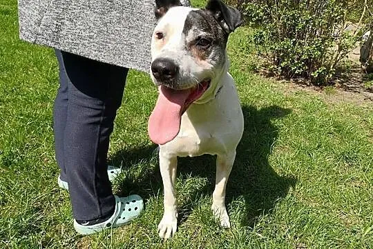 Bratek - pozytywny wesołek - adoptuj wspaniałego przyjaciela!, Mazowieckie, Warszawa