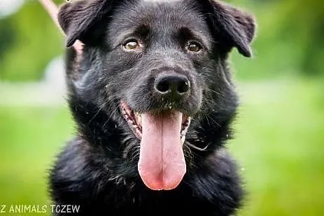 OTOZ Animals - Tofik - wesoły urwis szuka swojego człowieka!,  pomorskie Tczew