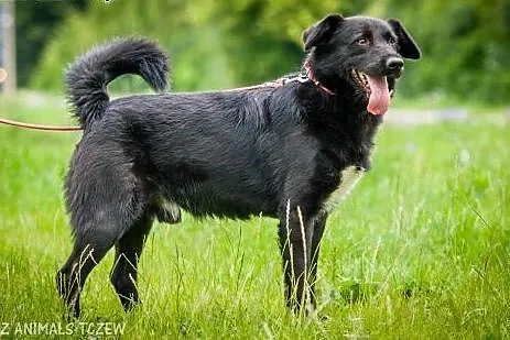 OTOZ Animals - Tofik - wesoły urwis szuka swojego 